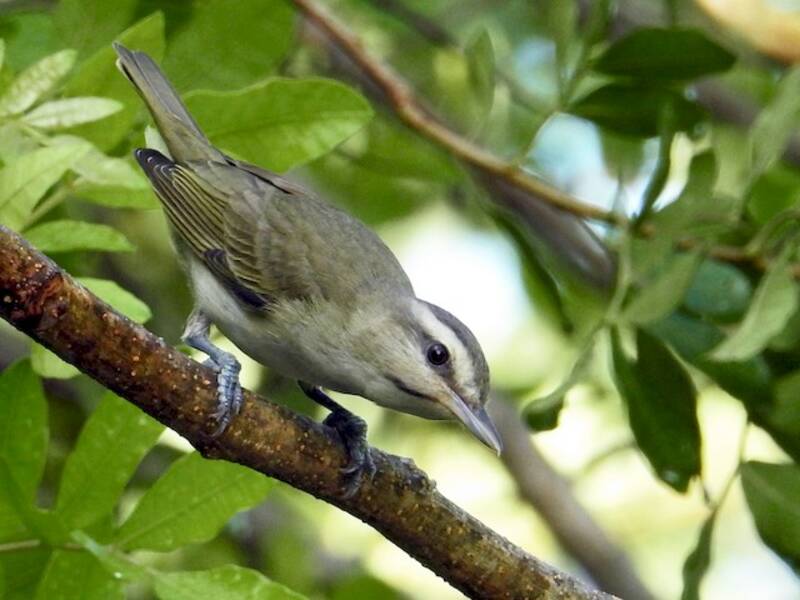 Black-whiskered Vireo, Photos 4