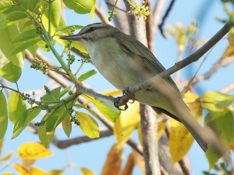Black-whiskered Vireo, Photos 2