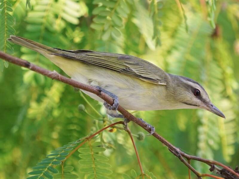 Vireo baffinero