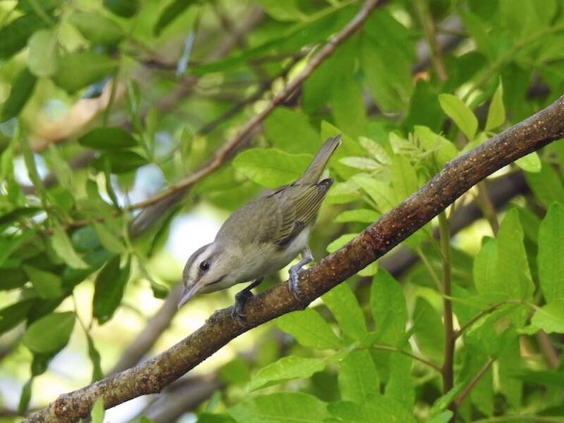 Black-whiskered Vireo, Photos 3