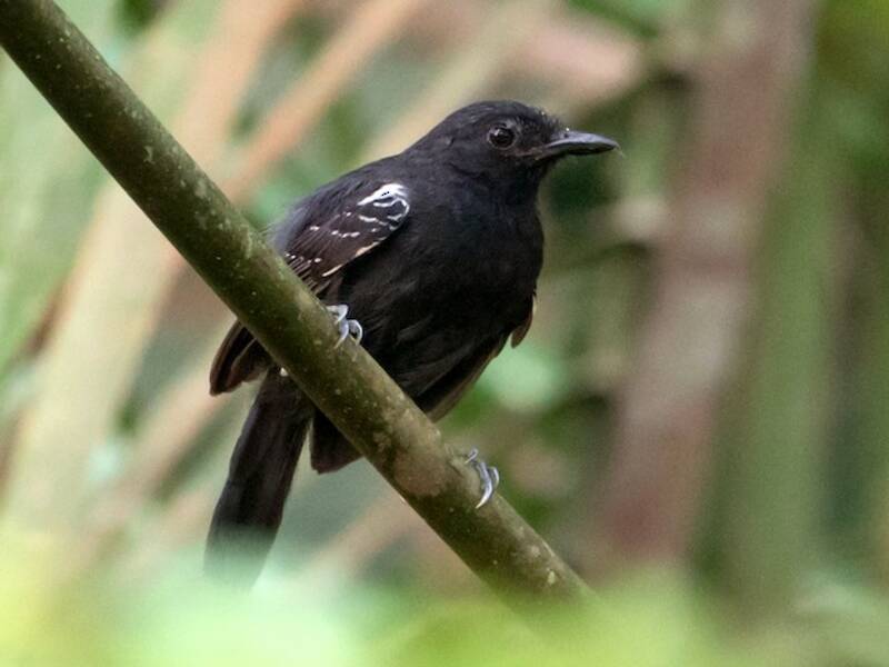 Schwarzer Ameisenvogel, Fotos 4