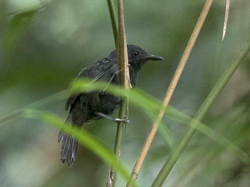Schwarzer Ameisenvogel, Fotos 3
