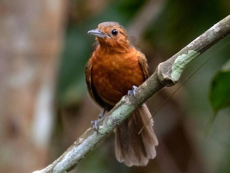 Schwarzer Ameisenvogel