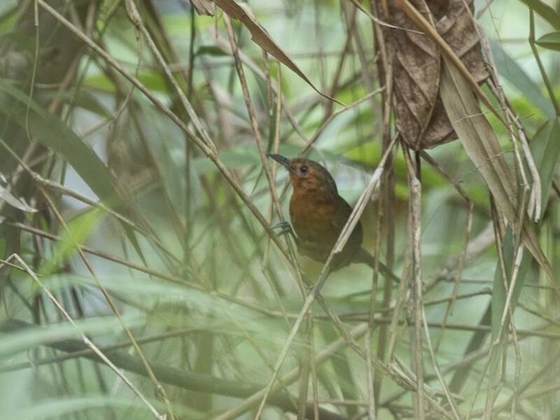 Schwarzer Ameisenvogel, Fotos 2