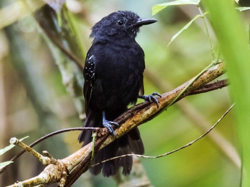 Blackish Antbird, Photos 4