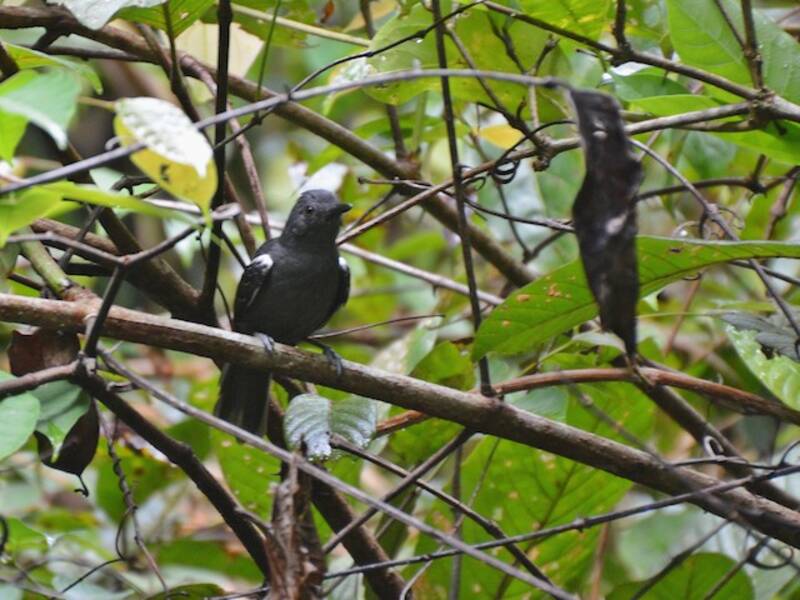 Blackish Antbird