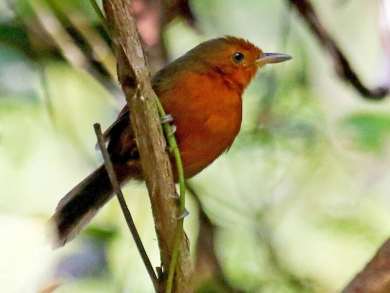 Blackish Antbird, Photos 2