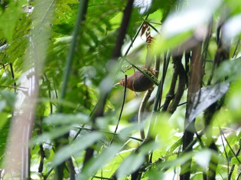 Blackish Antbird, Photos 3