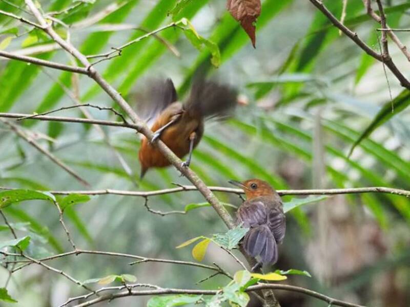 Uferameisenvogel