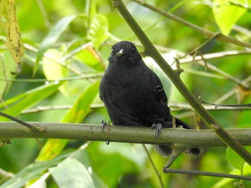 Uferameisenvogel, Fotos 3