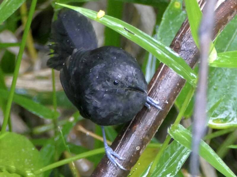Uferameisenvogel, Fotos 4
