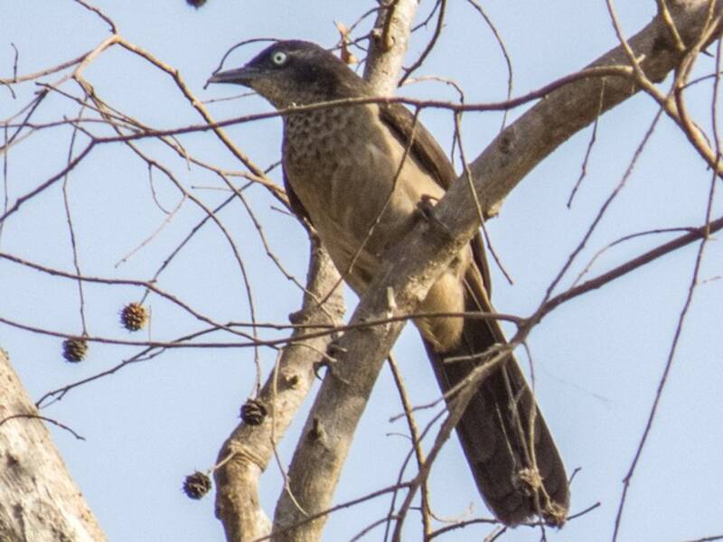 Blackcap Babbler