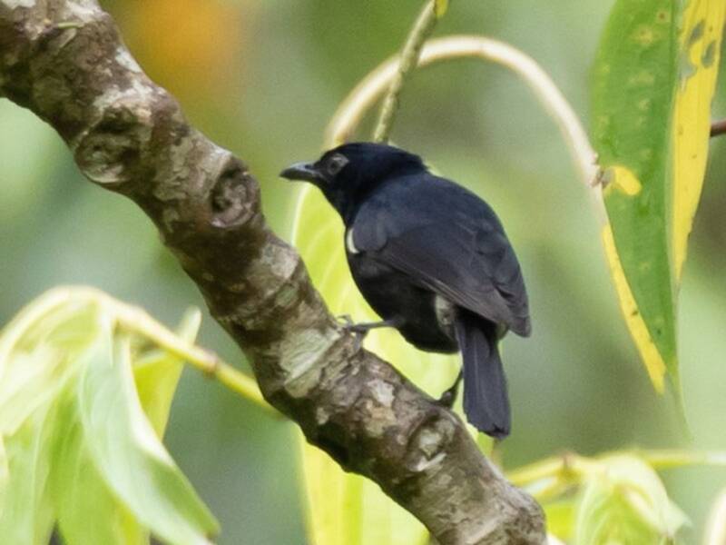 Black Berrypecker, 照片 3
