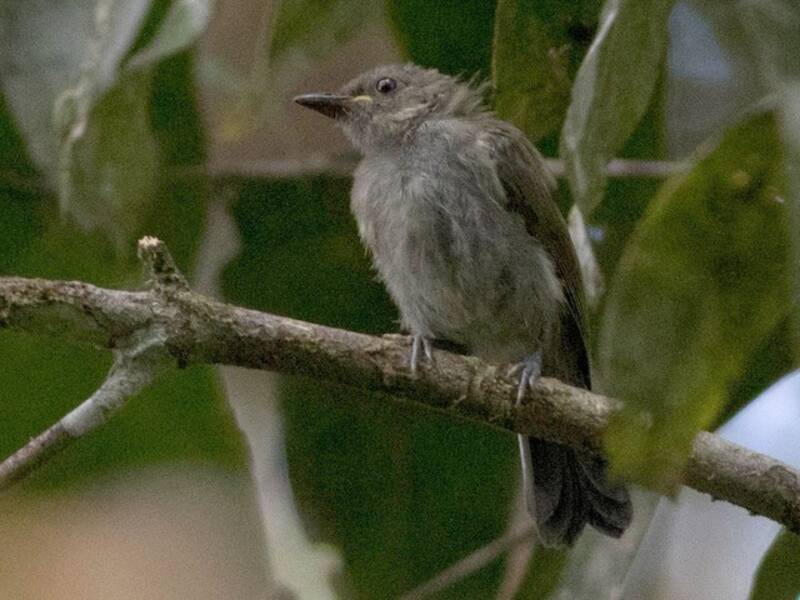Black Berrypecker, 照片 2