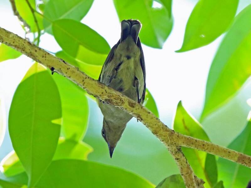 Black Berrypecker, 照片 4