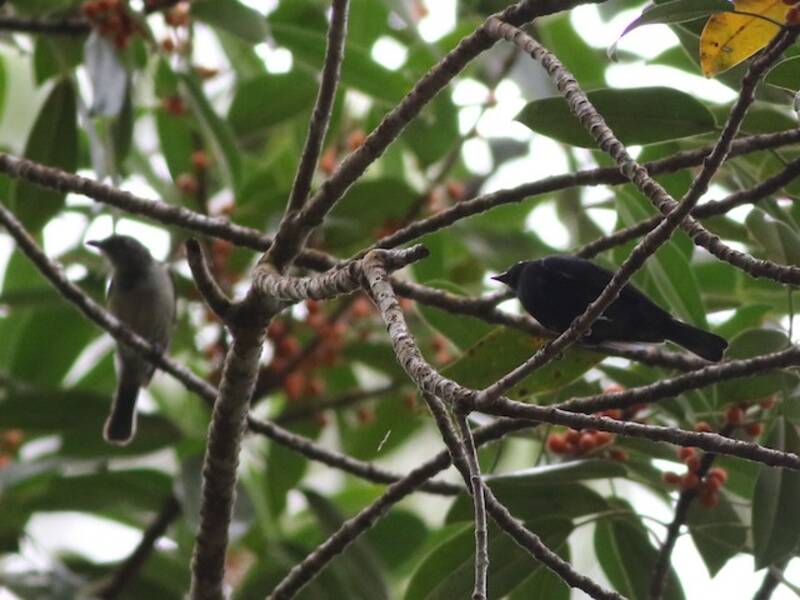 Beccabacche nero