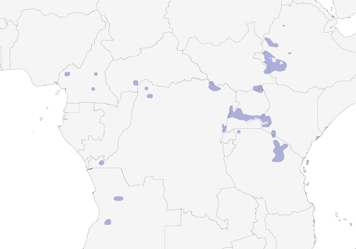 Euplecte de Gierow, Distribution 1