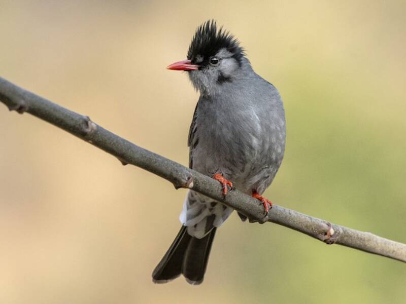 Bulbul negro, Fotos 4