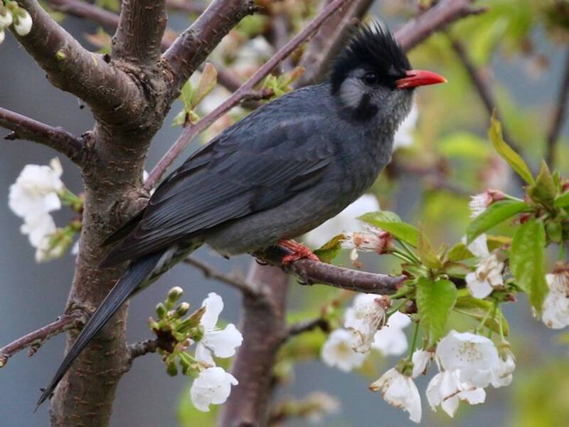 Bulbul negro, Fotos 2