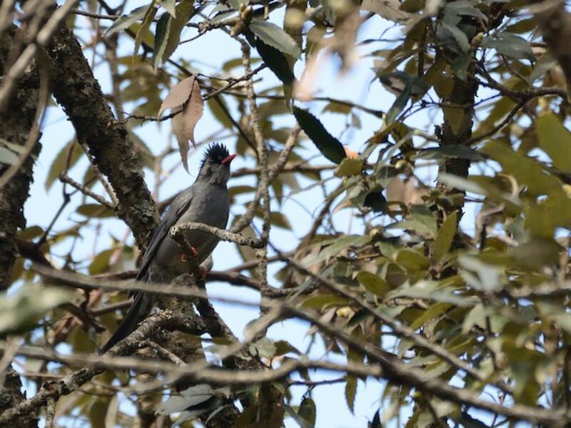 Bulbul negro