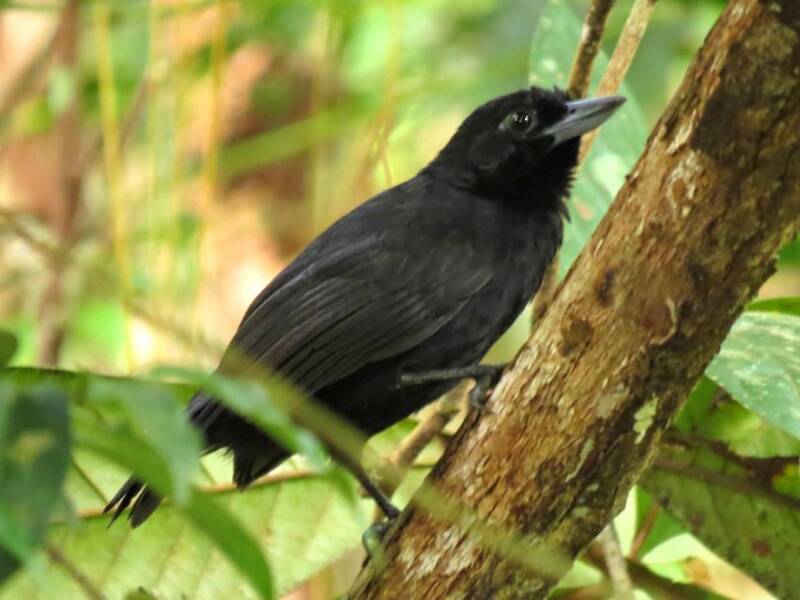 Black Bushbird, 照片 2