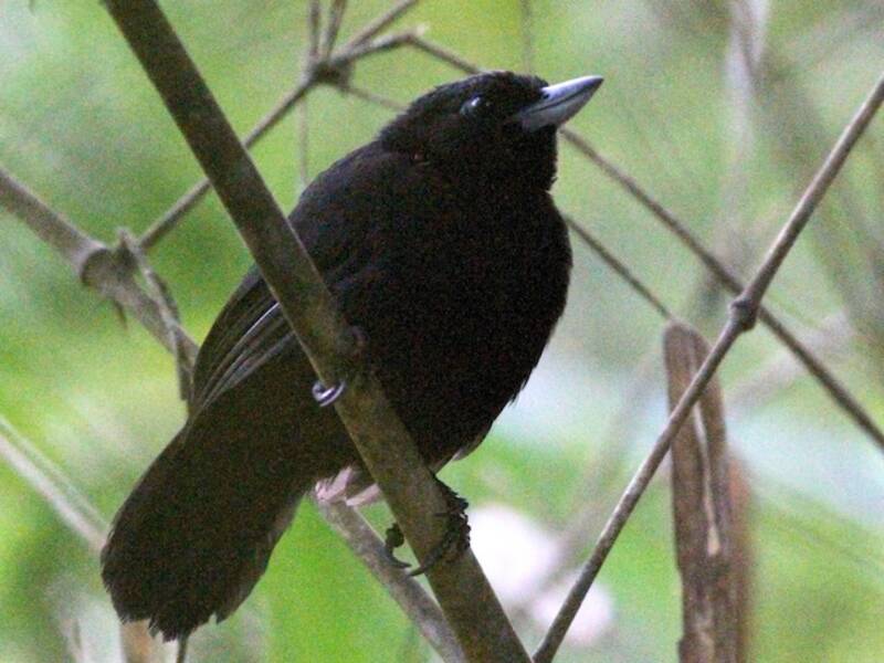 Black Bushbird