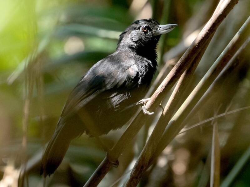 Black Bushbird, 照片 4