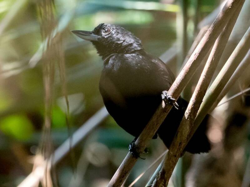Black Bushbird, 照片 3
