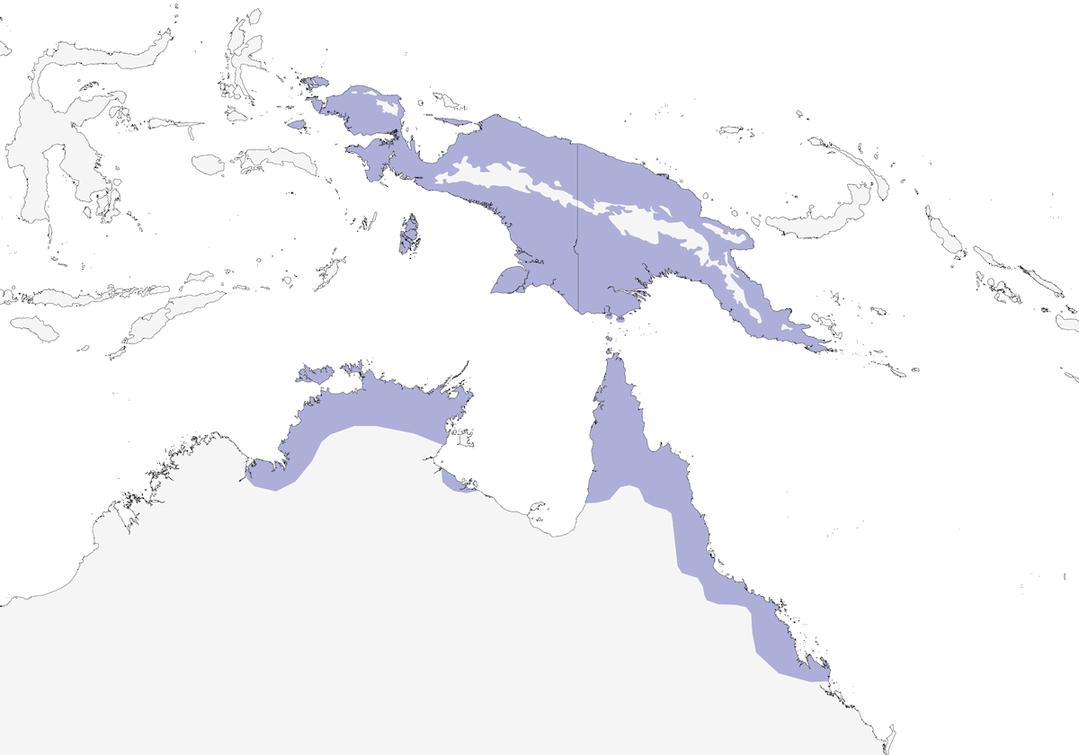Cassican noir, Distribution 1