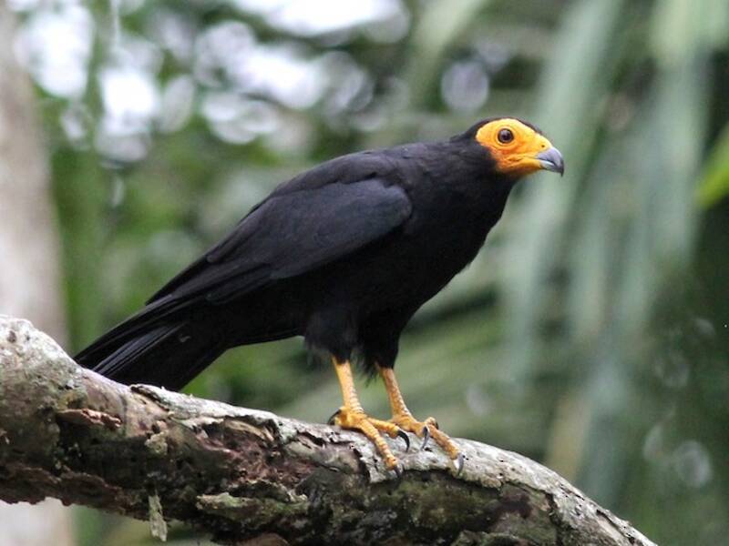 Black Caracara, Photos 2