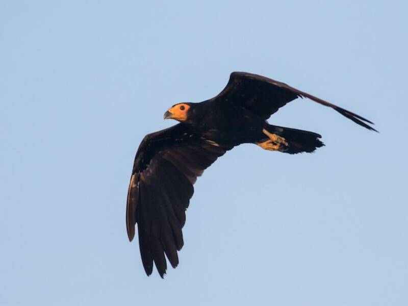 Black Caracara, Photos 3