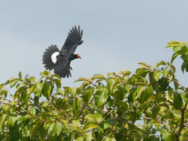 Black Caracara, Photos 4