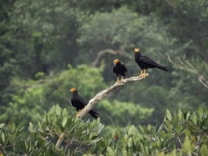 Black Caracara