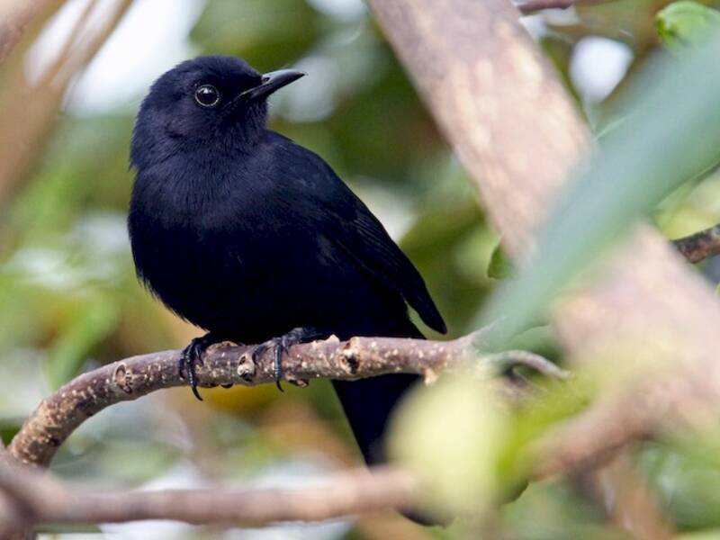 Black Catbird (Melanoptila glabrirostris)