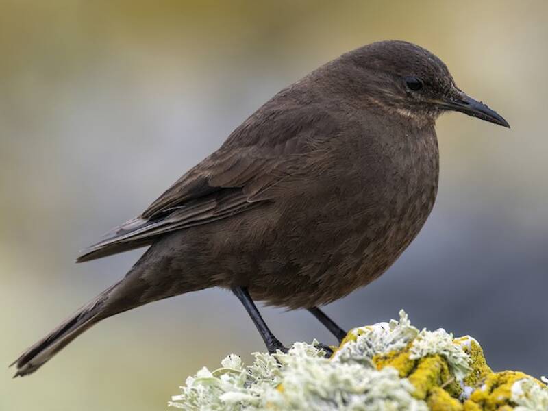 Blackish Cinclodes, Photos 3