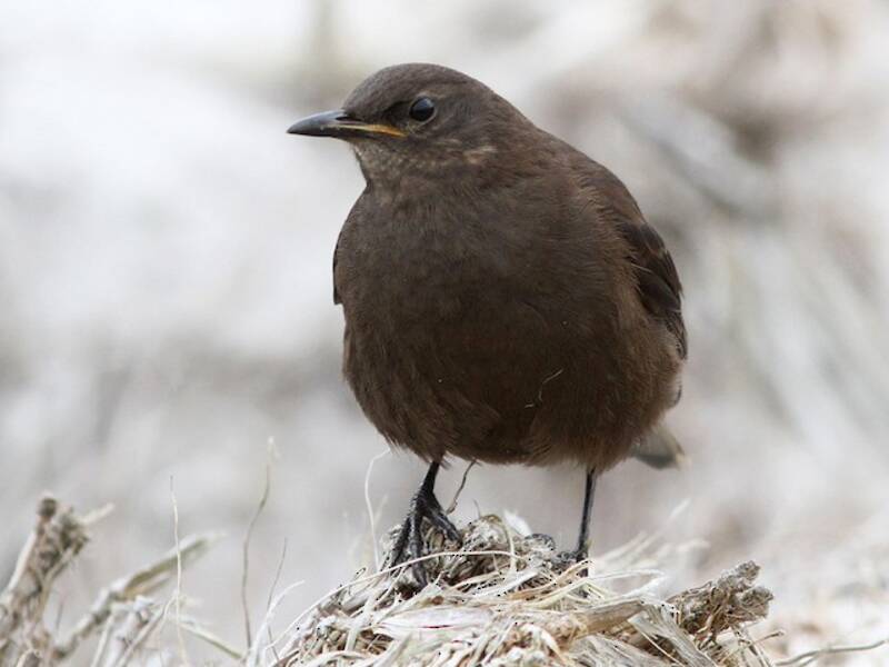 Blackish Cinclodes, Photos 2