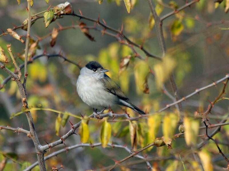 Eurasian Blackcap (Sylvia atricapilla)