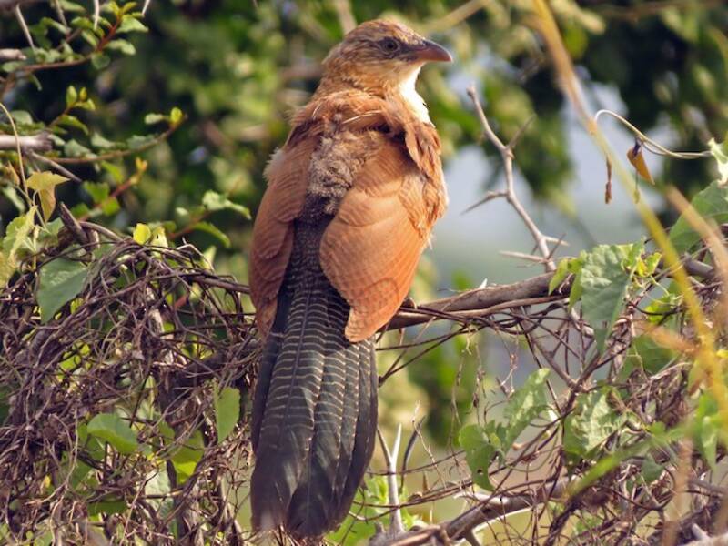 Coucal noir
