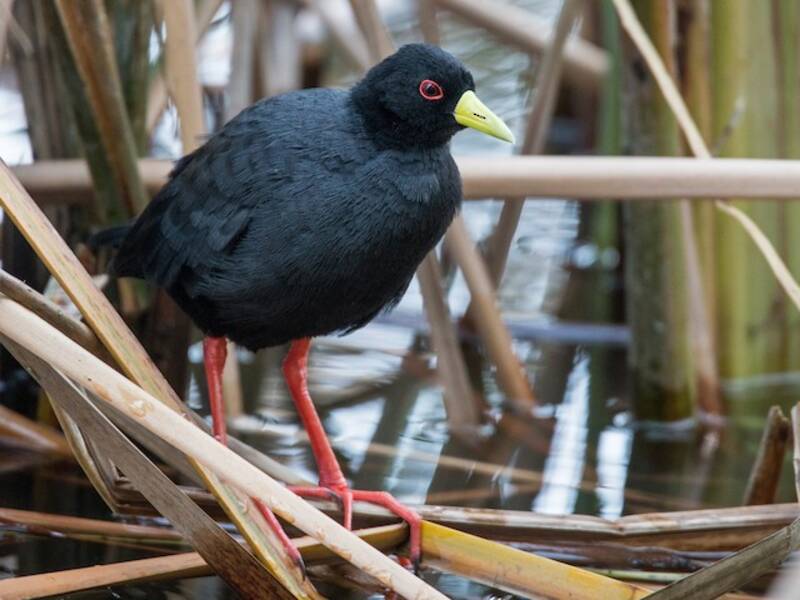 Black Crake, Photos 4