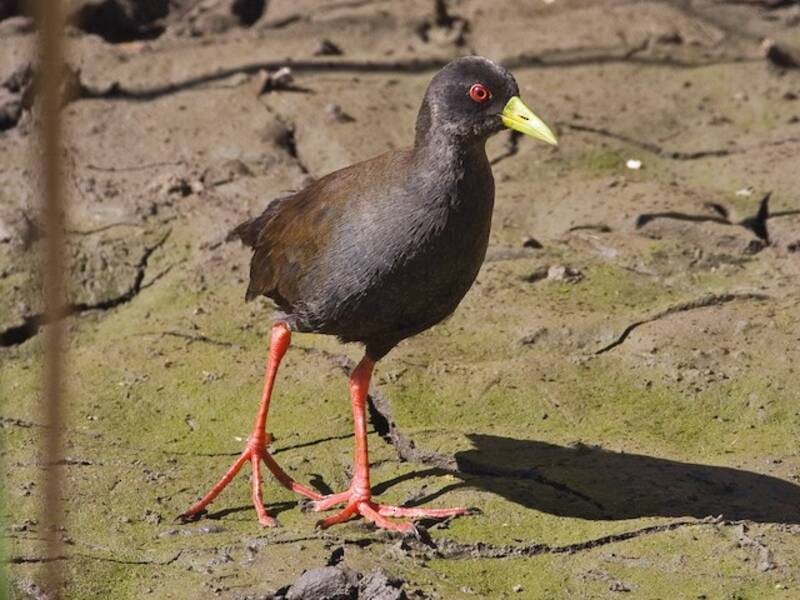 Black Crake, Photos 3
