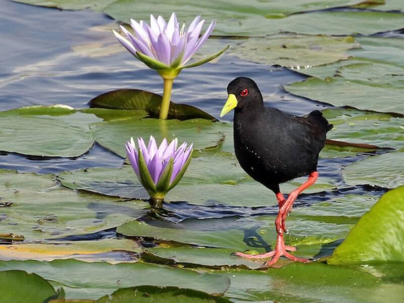 Black Crake, Photos 2