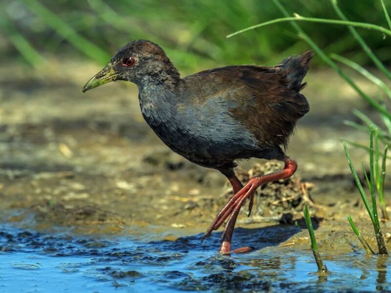 Black Crake