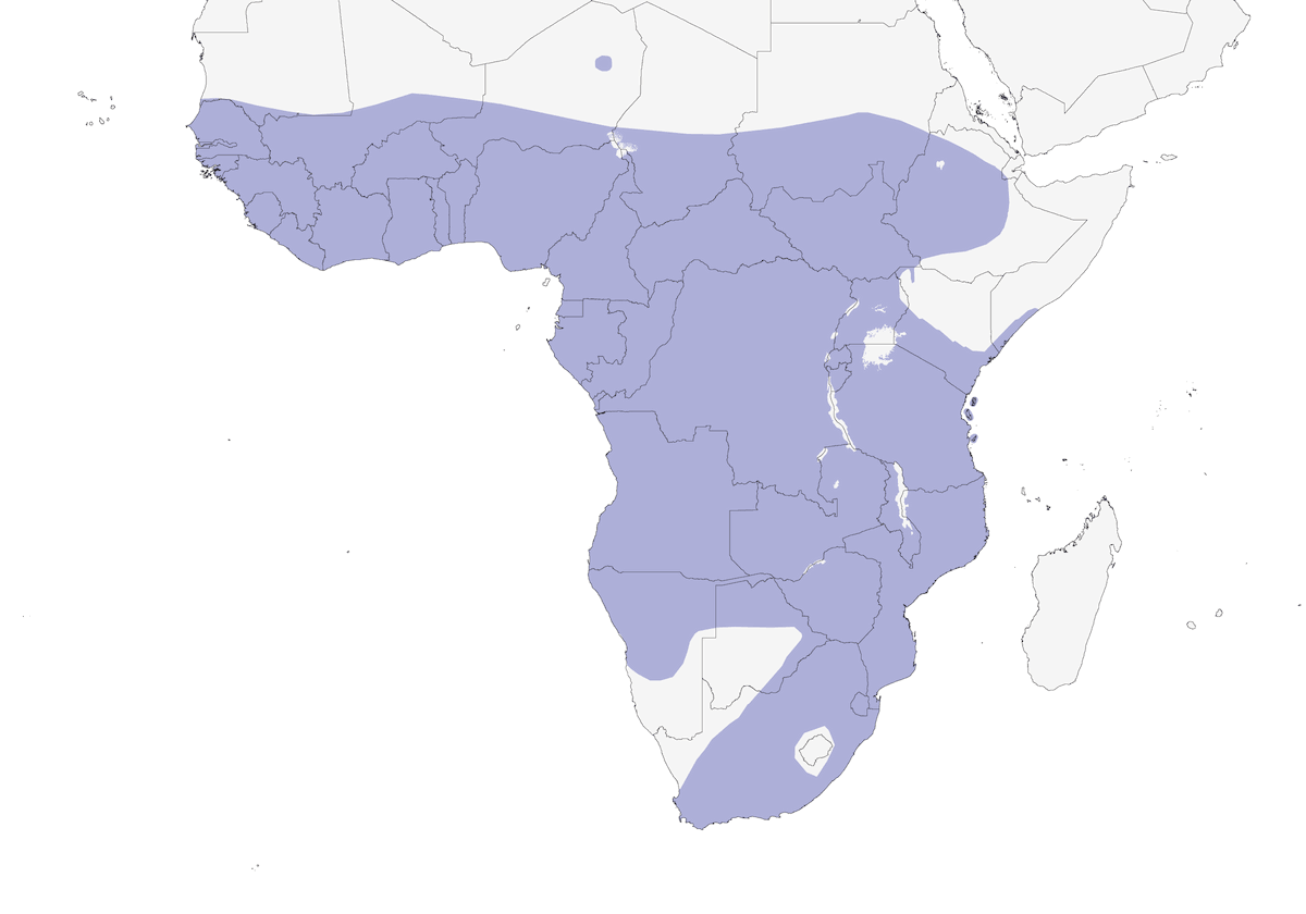 Black Crake, Distribution 1