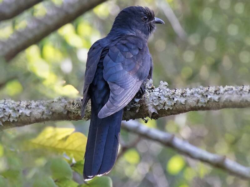 Black Cuckoo, Photos 3