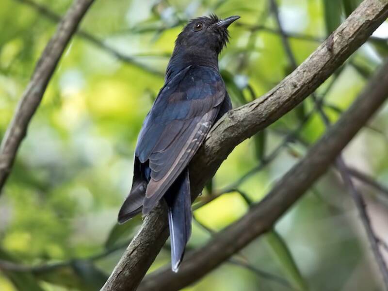 Black Cuckoo, Photos 4