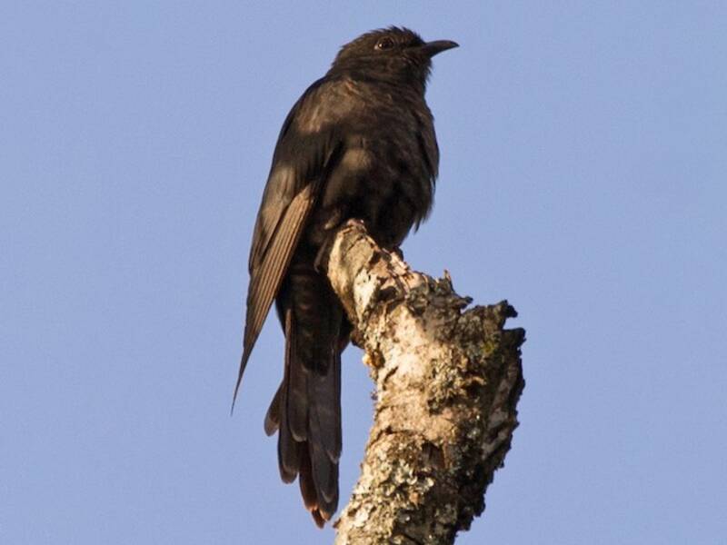 Black Cuckoo, Photos 2
