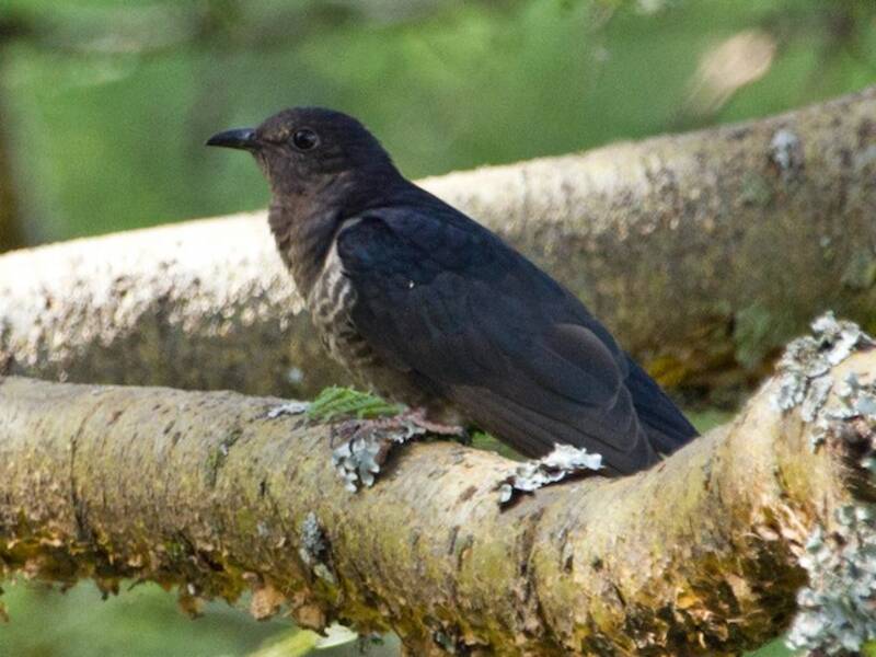 Black Cuckoo