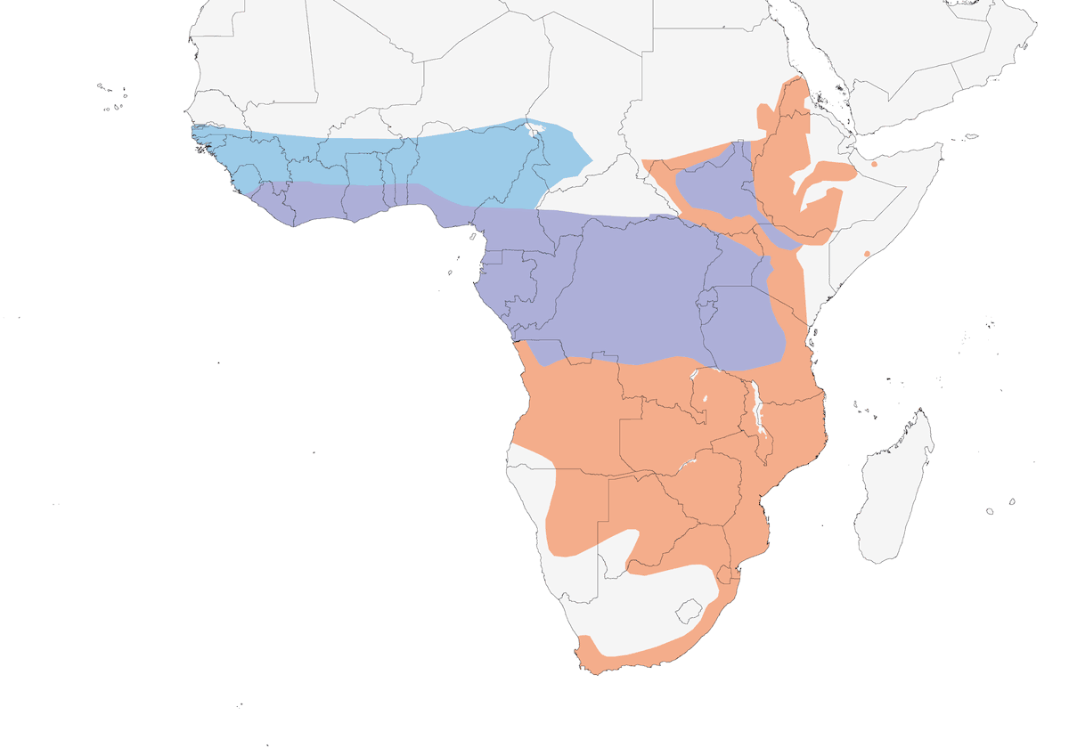 Black Cuckoo, Distribution 1