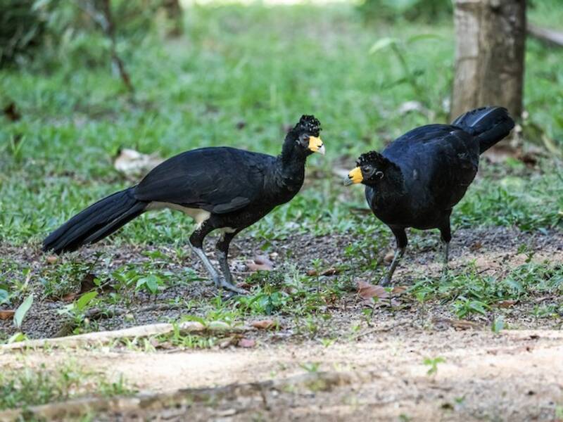 Black Curassow