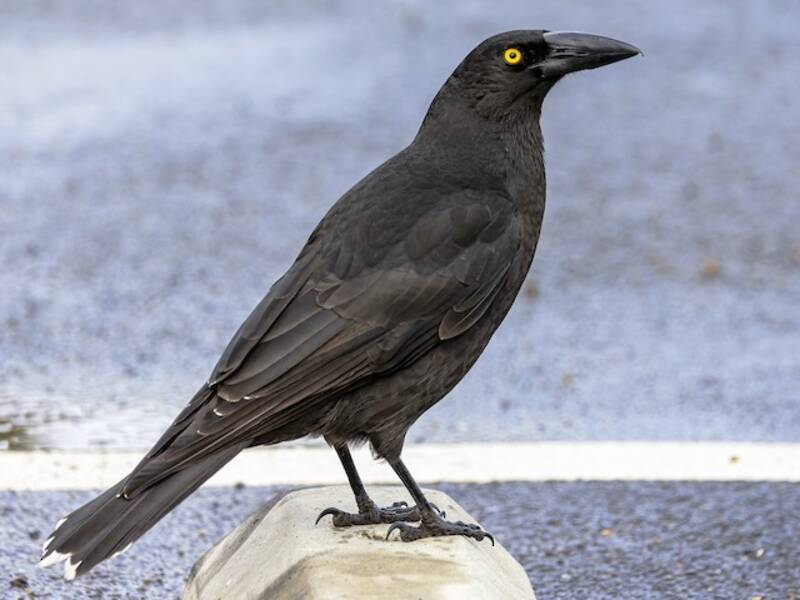 Currawong nero, Foto 3